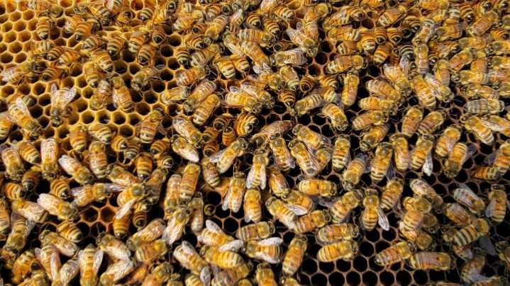 Diabolical mites kill record numbers of honeybees