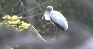 Deer hunter discovers rare subtropical wood stork in the wilds of Wisconsin