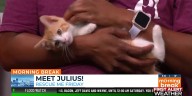 Rescue Me Friday: Meet Julius!