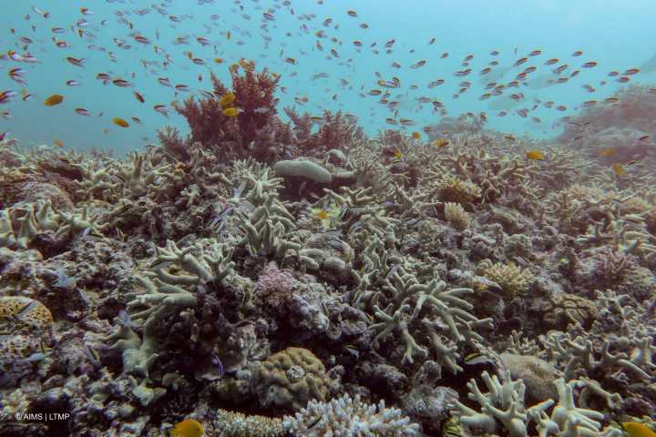 La Gran Barrera de Coral sufre su mayor declive coralino desde que hay registros
