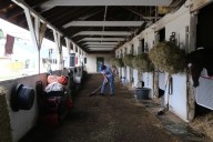 How immigration crackdowns are affecting Kentucky’s equine industry