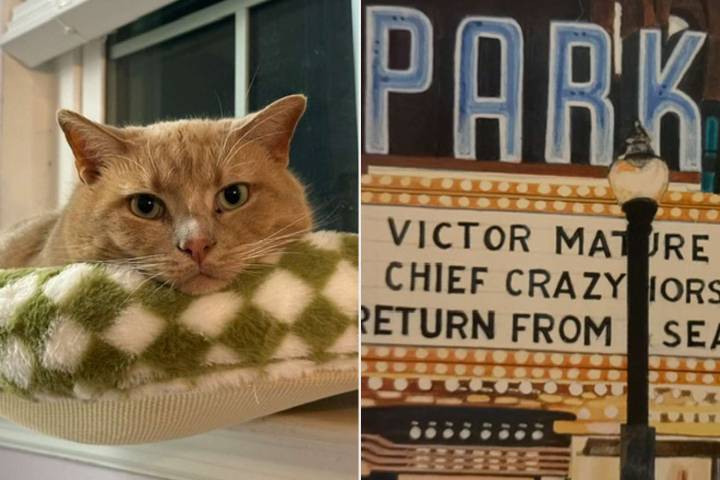 Woman Finds ‘Invisible String’ Between Adopted Cat and Old Family Painting (Exclusive)
