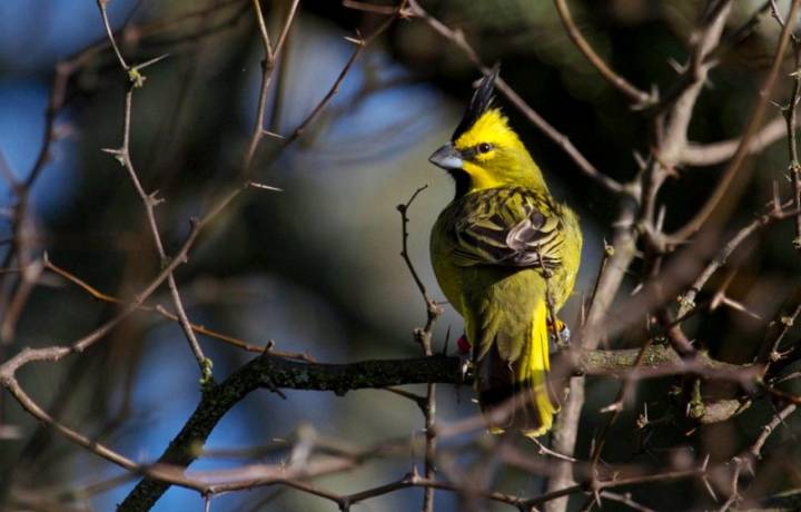 Liberaron cardenales amarillos en la Reserva Provincial Pichi Mahuida