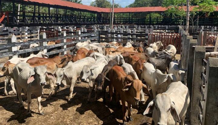 Más de la mitad del sector ganadero del país no cuenta con acceso a internet en finca