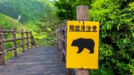 Hallaron muerto a un hombre en Japón: pensaron que lo mató un oso, pero la investigación giró inesperadamente