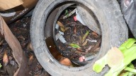 Van 68 casos de dengue en Querétaro