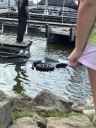 Amish woman accused of killing her 4-year-old son by throwing him into an Ohio lake – Winnipeg Free Press