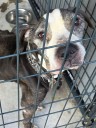 Southington Animal Control investigating after dog with cancer found abandoned in park