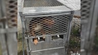 Dog Found In Dangerously Hot Metal Crate During Pennsylvania Heatwave Gets A Second Chance