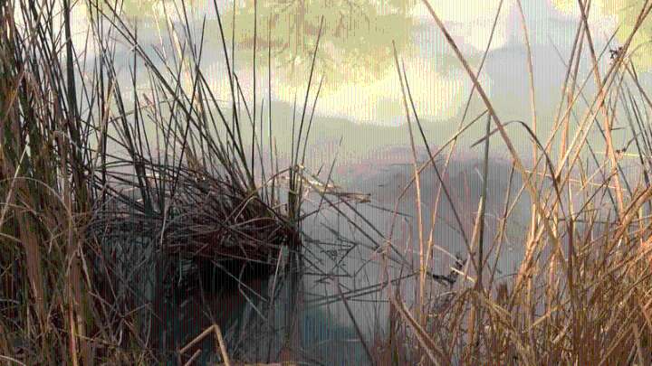 Albuquerque city officials work to curb fishing in Bosque's wildlife wetlands