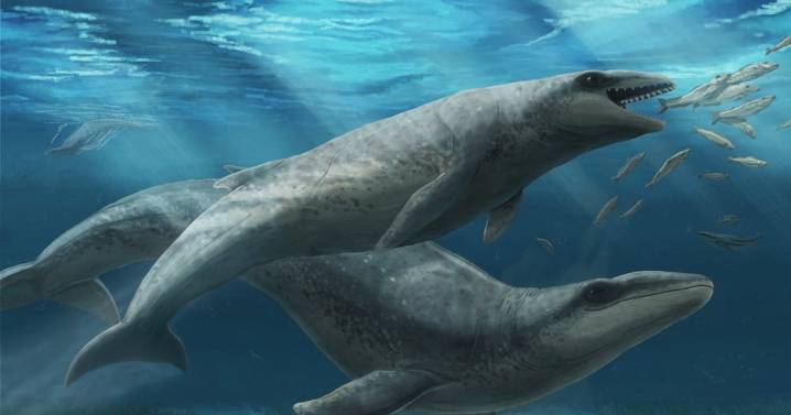 Australian Paleontologists Discover Weird ‘Pokémon’ Ancestor of Modern Whales
