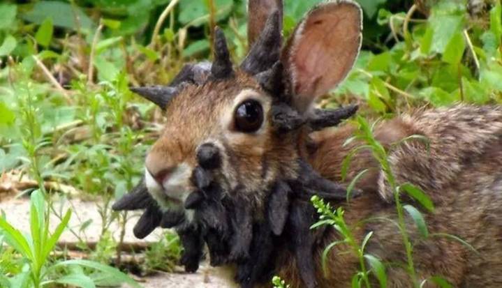 Alarma por la aparición de animales "zombies" cubiertos de tumores: ¿son peligrosos para los humanos?