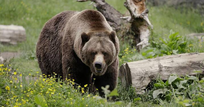Grizzly’s central Idaho future debated as feds mull reintroduction