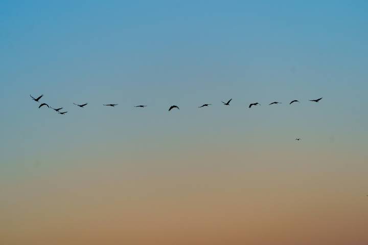 Bird migration is ramping up in Michigan: Map shows how many are flying