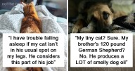 16 Internet Users Share Whether They Let Their Pets Sleep In Their Beds And Why
