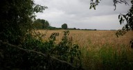 The ancient Nottinghamshire woodland at risk under threat of hundreds of new homes