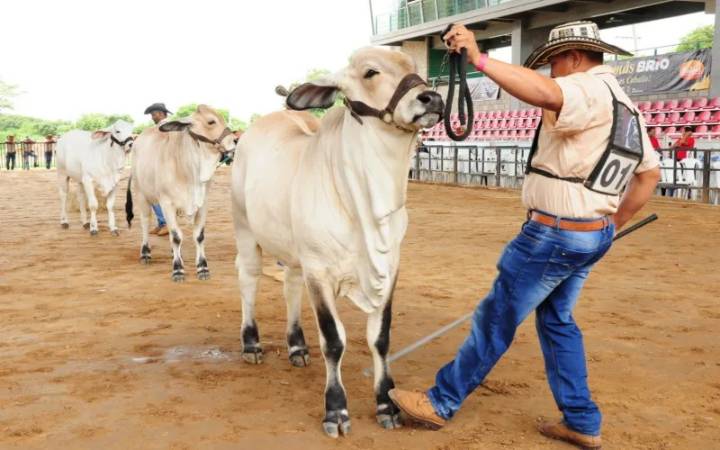 Feria Ganadera este fin de semana en Valledupar: juzgamiento de razas, cabalgata y concurso lechero