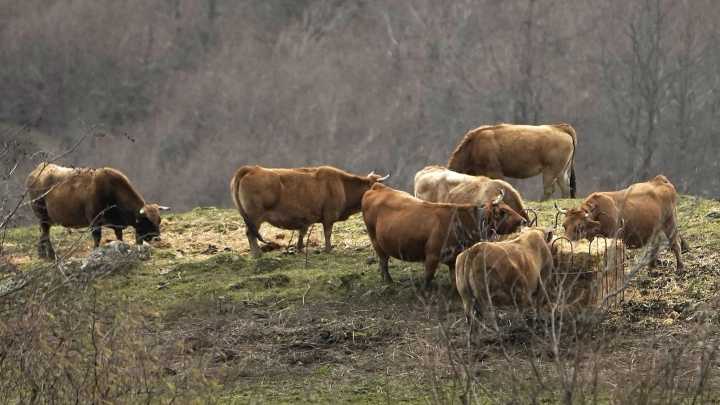 ¿Están dejando al ganado limpiar el monte de Castilla y León? El clamor de un ganadero de Segovia indignado por la gestión forestal