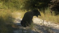 Annual Florida black bear hunt approved, faces protests, legal action