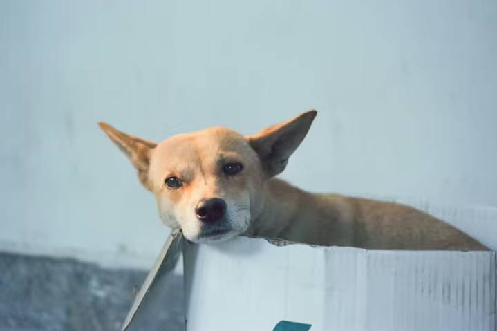 ¿Perdió a su mascota en Bogotá? Esta plataforma le ayuda a encontrarla