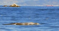 Preocupa posible afectación a la ballena gris con proyecto portuario