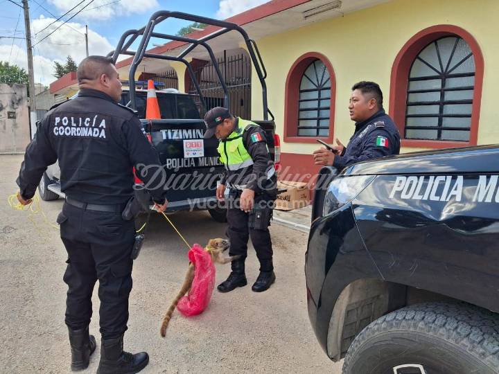 Reportan el ataque de tejón agresivo en Tizimín