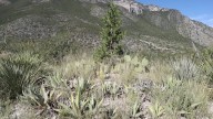 Plantas nativas, riqueza local; tiene flora saltillense múltiples usos