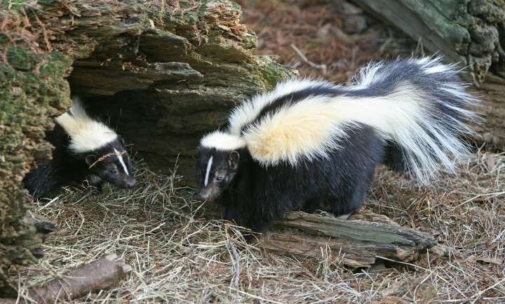 Understanding The Rise In Skunk Sightings In Indiana