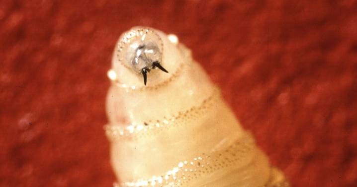 The U.S. confirms its first human case of New World screwworm. What is it?
