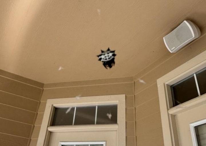 A Daughter's Spider Photo Sparks A Funny Panic In Lufkin