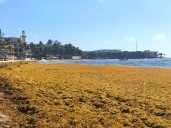 Sargazo en Quintana Roo: turismo no registra afectación