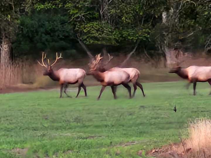 DNR tests trail cameras to estimate elk population in Northern Michigan