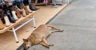 Perro ‘gordo’ de Texcoco conquista Google Maps como atractivo turístico