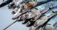 Produce aprueba lineamientos para muestreo de anchoveta