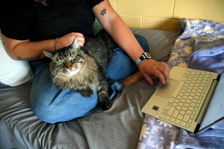 Photos of pets in dorms: Colleges are welcoming animals to help students feel at home