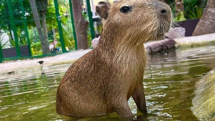 Los capibaras son los embajadores tiernos en el Gran Acuario