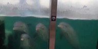 La respuesta del informe que presentó Aquarium por el estado de los animales tras las imágenes de los delfines en agua turbia