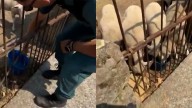 El emotivo gesto de un guardia civil con los animales aislados por los incendios