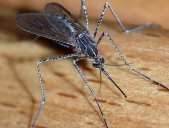 Dengue Case Confirmed In Hillsborough County, Authorities Take Action