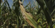 Warming climate is worsening droughts in Maine