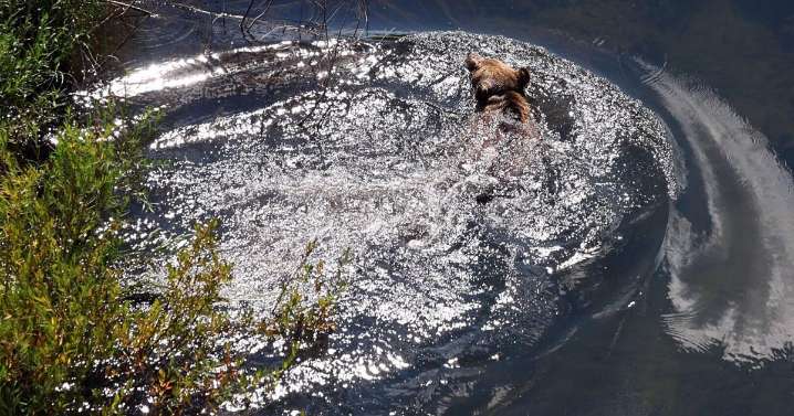 Grizzlies gather in Choteau and Montana's governor takes to the air to get a peek