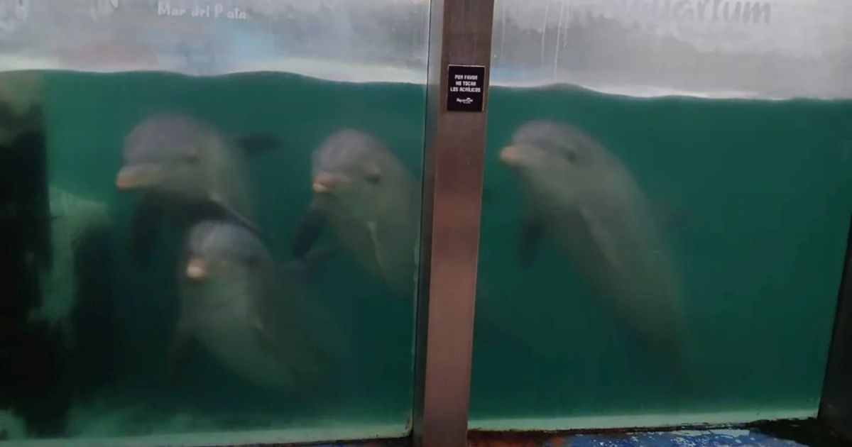 Escándalo en Mar del Plata: denuncian «abandono» de delfines y lobos marinos en un acuario que está cerrado hace meses
