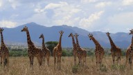 Giraffes Are Four Species As "Distinct As Brown And Polar Bears", Experts Say