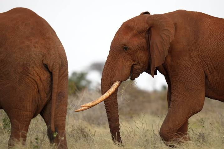 Kenyan farmers use bees and sesame to keep away marauding elephants