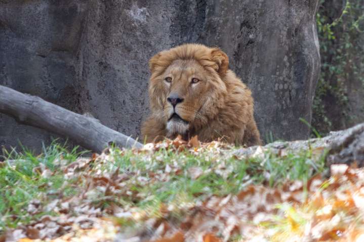 Pide zoológico en Dinamarca donar mascotas para alimentar a depredadores