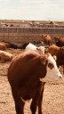 More funding available through Alberta's  Feeder Associations Loan Guarantee Program