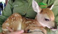 ¿Encontró un animal silvestre?, siga las recomendaciones de Cormacarena para su rescate