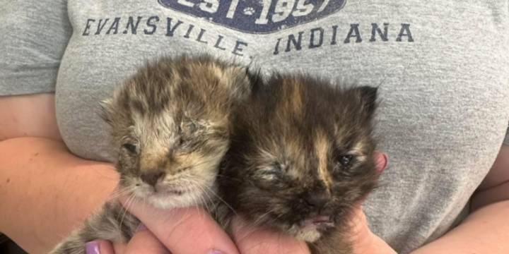Two kittens rescued from trash can by Good Samaritan