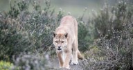 Child attacked by mountain lion that wandered into California neighbourhood