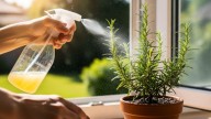 Planta de romero: por qué recomiendan rociar sus hojas con limón y para qué sirve